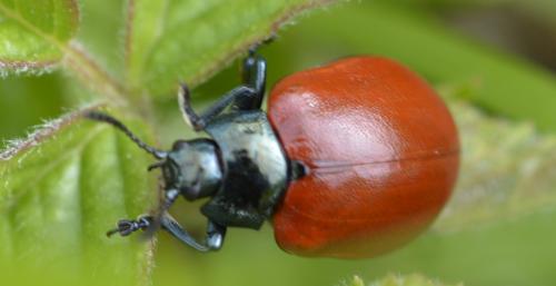 Réf. 339 144 : Chrysomela populi